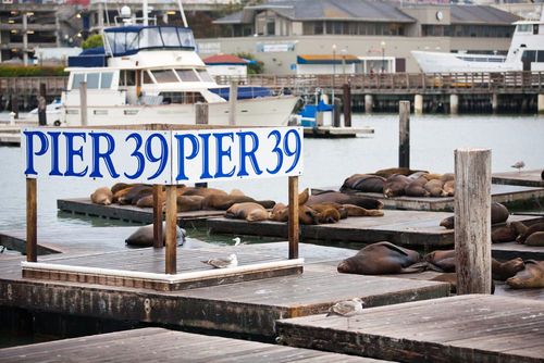 Les Lions de Mer