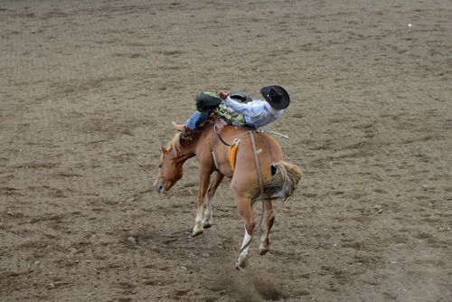 On the way to the rodeo