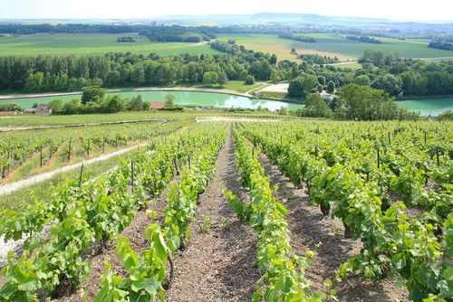 History of the Vineyards