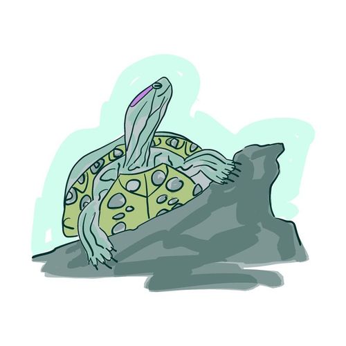 Mare des tortues
