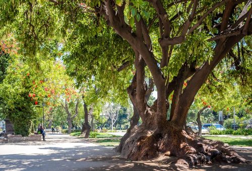 Parque Forestal