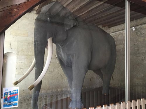 Fritz l’éléphant