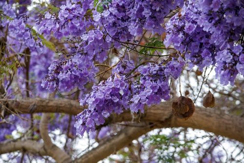 The Jacarandas