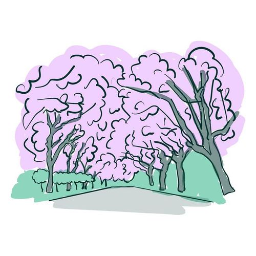 The Jacarandas