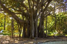 Jardin Garibaldi