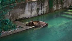 The Bear Pit