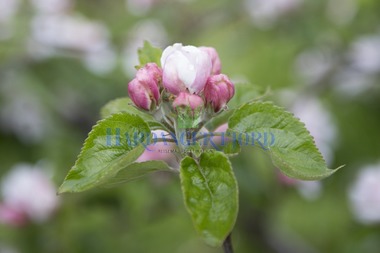 Fruktblomstring i Hardanger