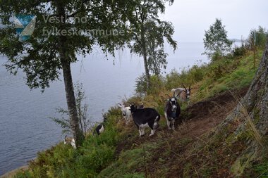 Geiter som driv skjøtsel langs fylkesveg