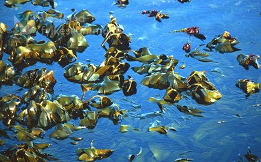 Natur og turisme i Sogn og Fjordane