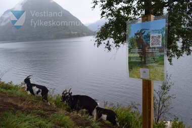 Geiter som driv skjøtsel langs fylkesveg