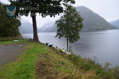 Geiter som driv skjøtsel langs fylkesveg