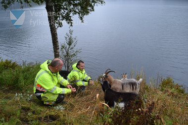 Geiter som driv skjøtsel langs fylkesveg