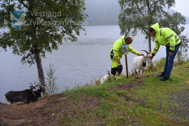 Geiter som driv skjøtsel langs fylkesveg