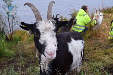 Geiter som driv skjøtsel langs fylkesveg