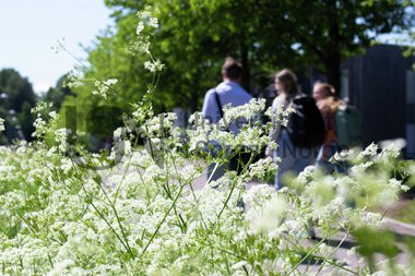 Campus Vestfold - campus