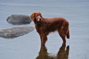 Irsk setter som bader