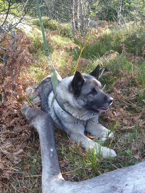 Elghund ute i naturen