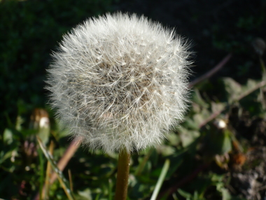 Avblomstret løvetann