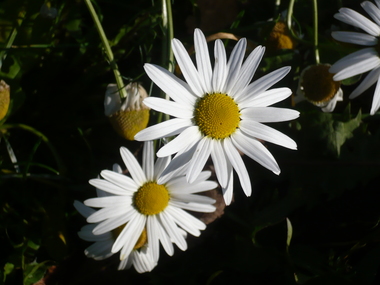 Balderbrå i Jarmyra
