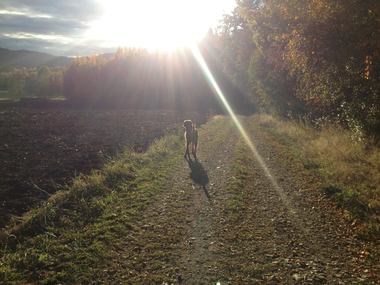 Irsk setter ved Tanumjordene