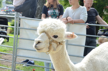 Alpakka på Sandvika byfest