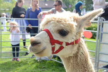 Alpakka på Sandvika byfest