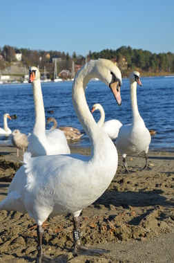 Svaner på stranda ved Kadettangen