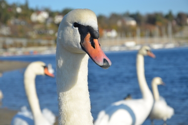 Svane på stranda ved Kadettangen