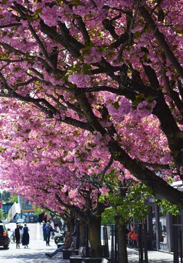 17. mai , folkesamling, 2023