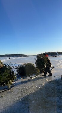 Sikring av is, merking av fjordisen utenfor Sandvika med grantrær 