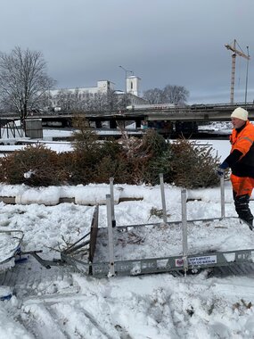 Sikring av is, merking av fjordisen utenfor Sandvika med grantrær 