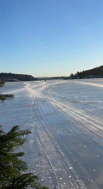 Sikring av is, merking av fjordisen utenfor Sandvika med grantrær 