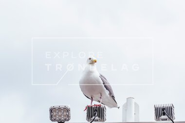 Vangshylla på Inderøy