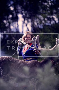 Reinsdyr hos Rørosrein