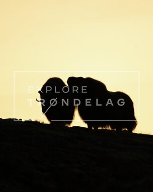 Moskus på Dovrefjell