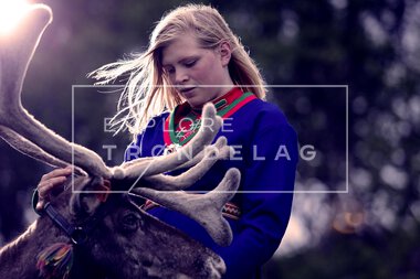 Reinsdyr hos Rørosrein