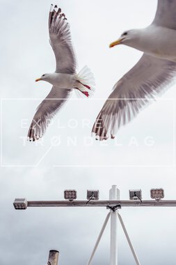 Vangshylla på Inderøy