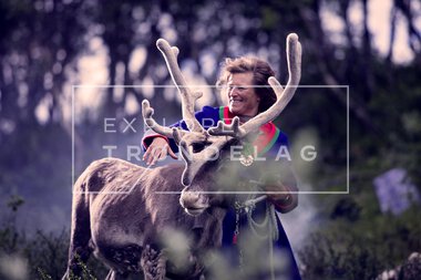 Reinsdyr hos Rørosrein