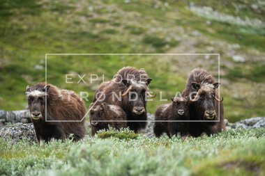 Moskus på Dovrefjell