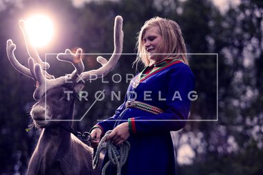 Reinsdyr hos Rørosrein