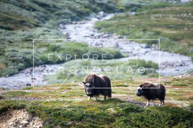 Moskus på Dovrefjell