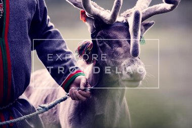 Reinsdyr hos Rørosrein