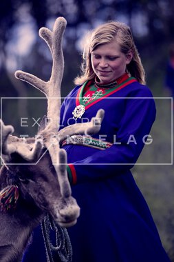 Reinsdyr hos Rørosrein