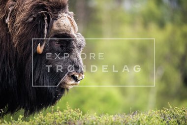 Moskus på Dovrefjell