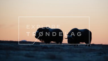 Moskus på Dovrefjell