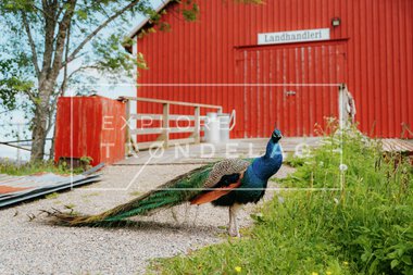 Segelsund gjestehus på Jøa