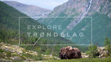 Moskus på Dovrefjell