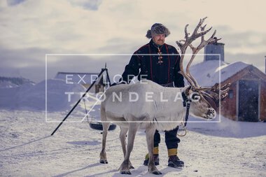 Reinsdyr hos Rørosrein