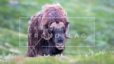 Moskus på Dovrefjell