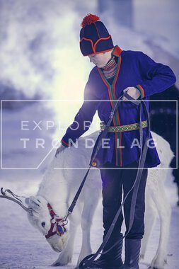 Reinsdyr hos Rørosrein